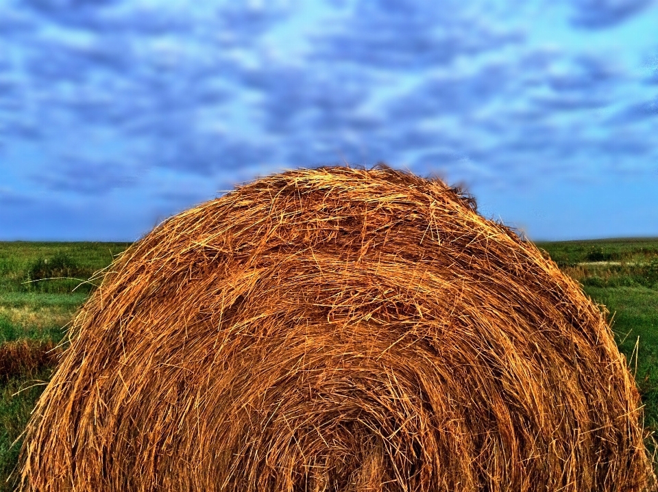 Nature grass plant hay