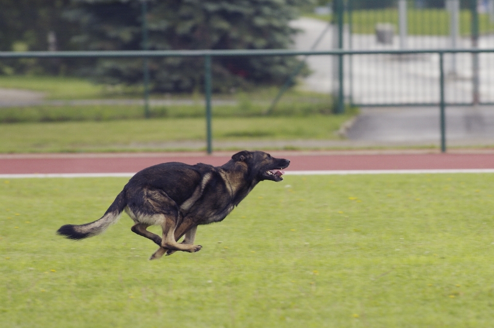 Correndo cachorro mamífero cão de caça