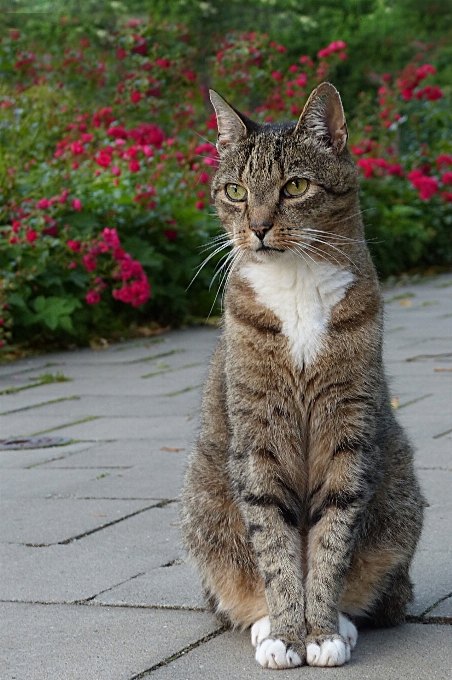 動物 子猫 猫 座っている