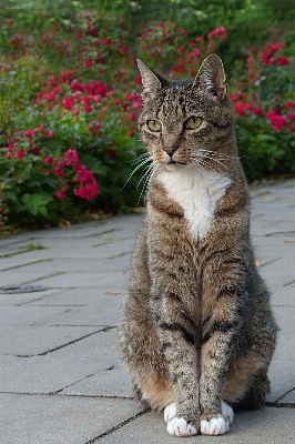 Photo Animal chaton chat séance