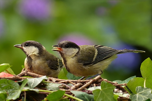 鳥 野生動物 若い 嘴 写真