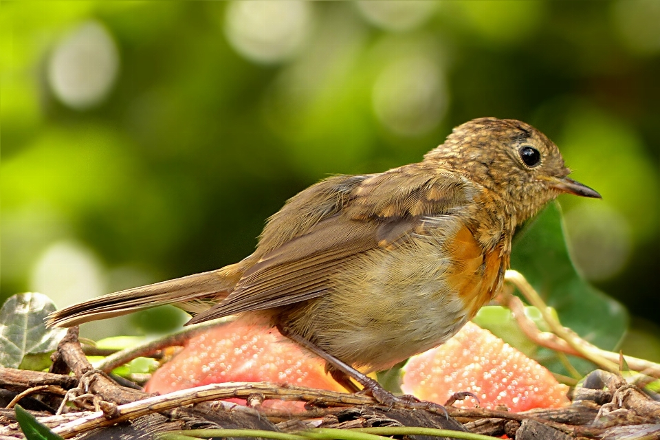 Alam cabang burung margasatwa