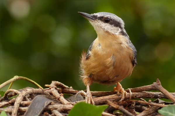 Foto Natureza filial pássaro animais selvagens