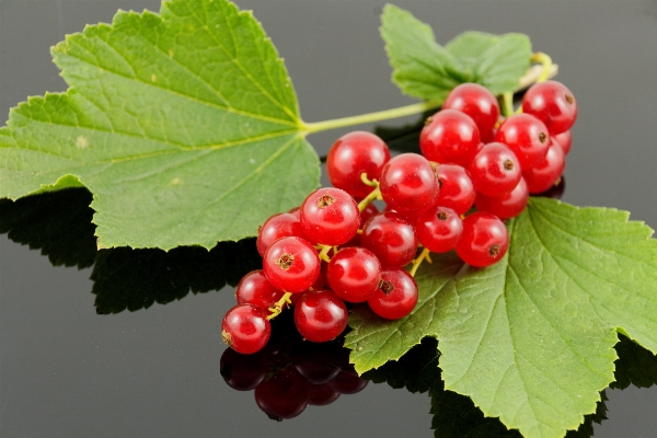 Nature plant fruit berry Photo