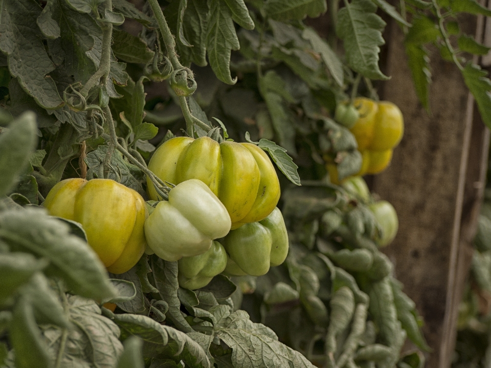 Pianta frutta fiore cibo