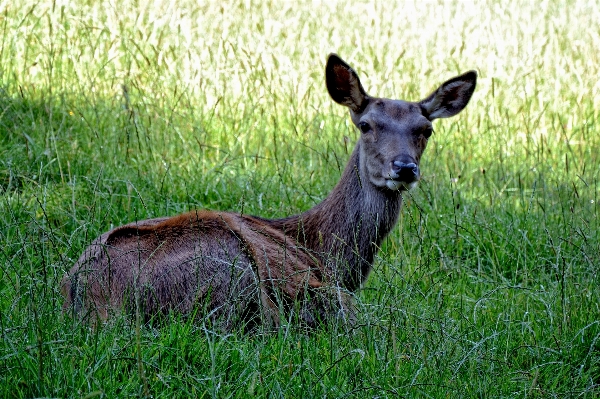 Nature forest grass meadow Photo