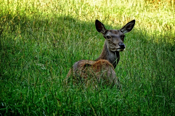 Nature forest grass meadow Photo