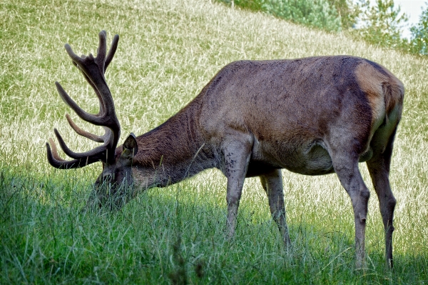 Nature forest prairie wildlife Photo