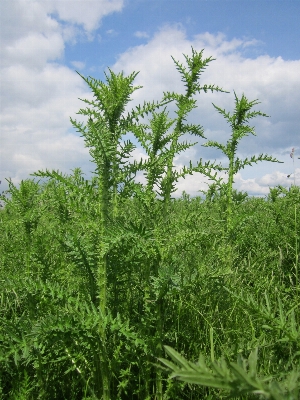 Tree grass plant meadow Photo