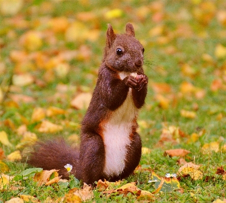 Foto Natura carino animali selvatici marrone