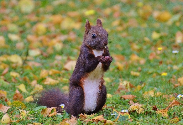 Foto Natura carino animali selvatici marrone