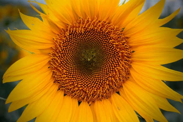 Foto Plantar flor pétala verão