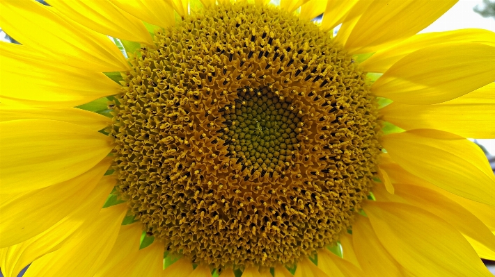 Nature blossom growth plant Photo