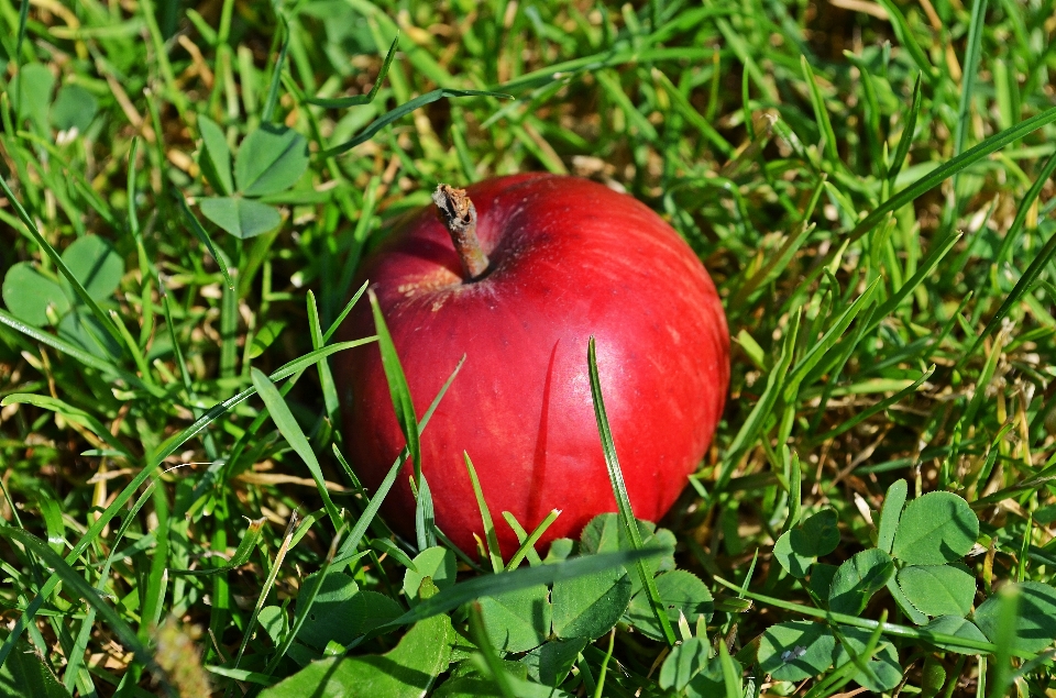 Apple pohon alam rumput