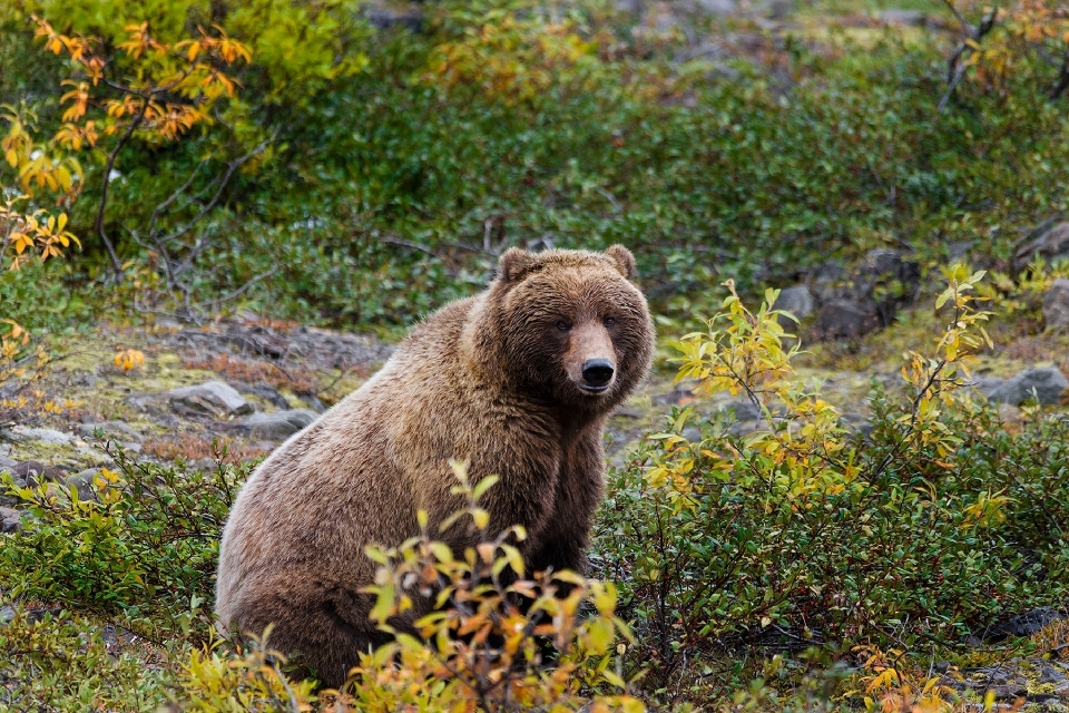 自然 動物 クマ 野生動物