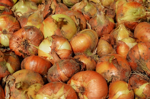 Foto Natura pianta cibo insalata