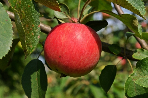 Apple tree nature branch Photo