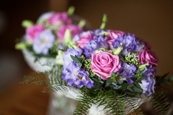 Nature plant flower purple Photo