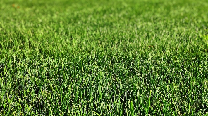 Grass plant field lawn Photo