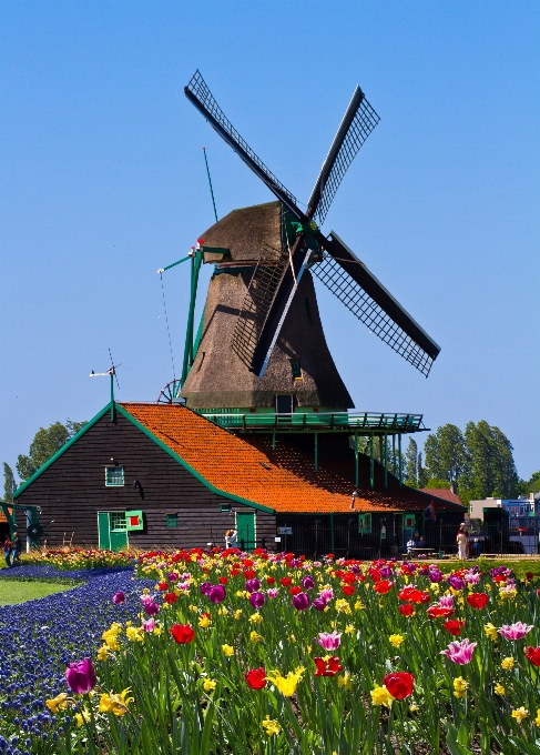 Field farm flower windmill