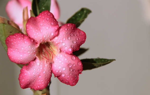 Screen water nature blossom Photo