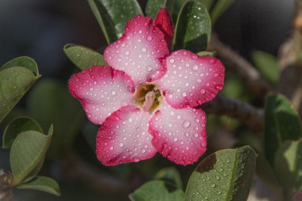 Screen water nature blossom Photo