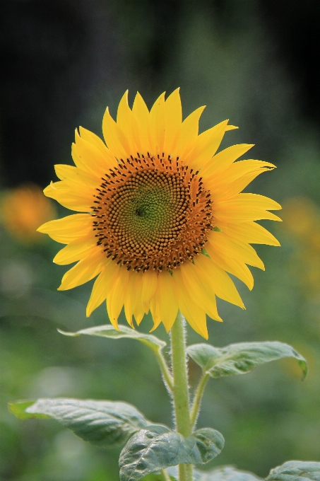 Nature plant field flower