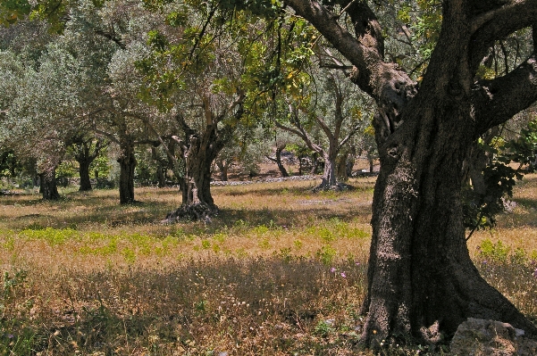 Tree nature forest branch Photo