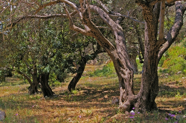 Tree forest branch blossom Photo