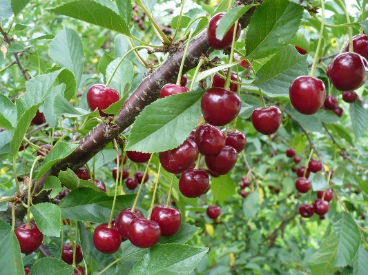 Branch plant fruit berry Photo