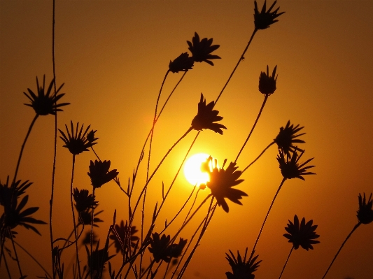 Landscape silhouette plant sky Photo