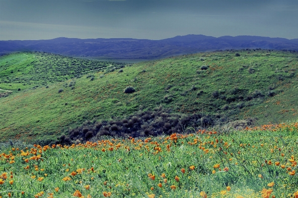 Landscape nature grass outdoor Photo