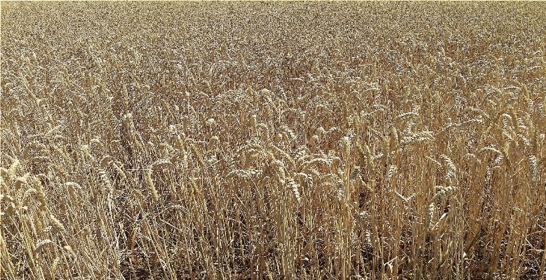 Nature grass plant field Photo