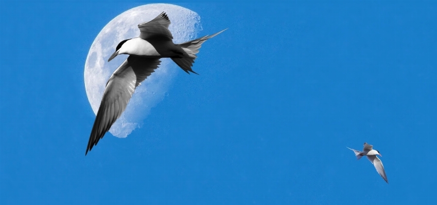 Nature bird wing seabird Photo