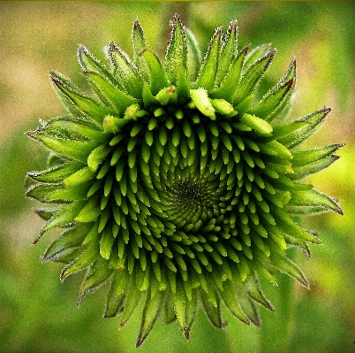 植物 写真撮影 花 食べ物 写真