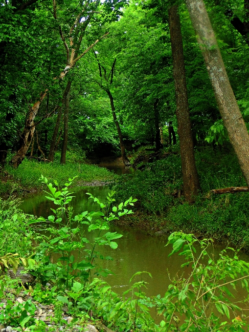 Landscape tree nature forest