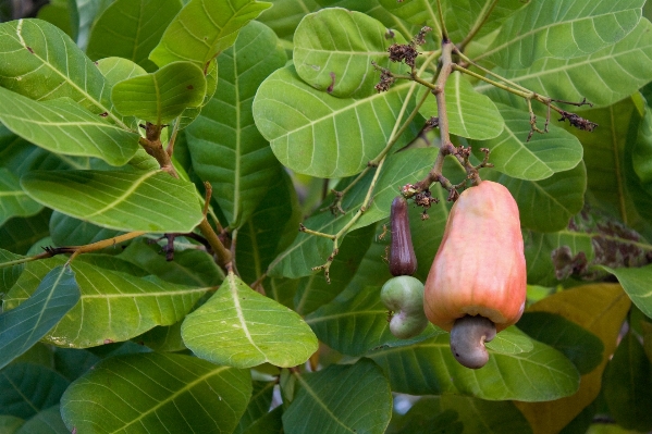 Tree plant fruit leaf Photo