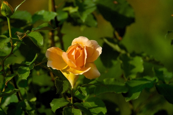 Nature blossom plant leaf Photo