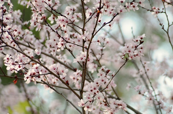 Tree nature branch blossom Photo