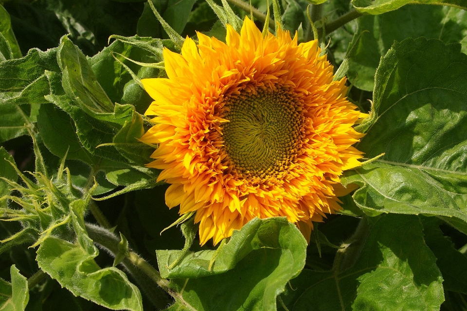 植物 场地 花 夏天