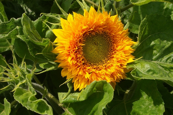 Plant field flower summer Photo