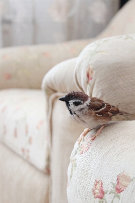 Bird white flower home Photo