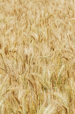 Plant field barley wheat Photo