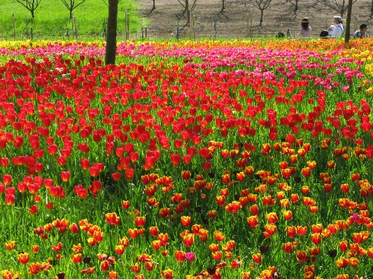 Plant field meadow prairie Photo