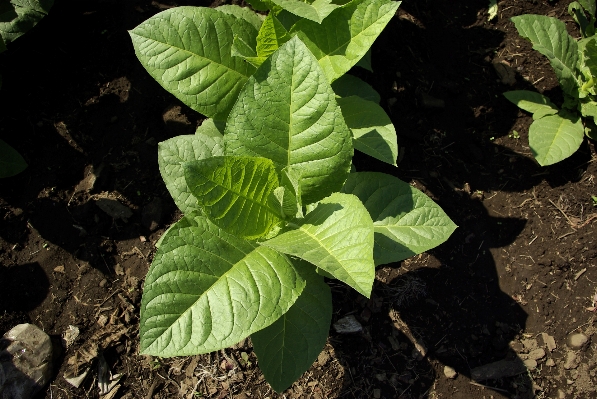 Foto Naturaleza crecimiento planta hoja