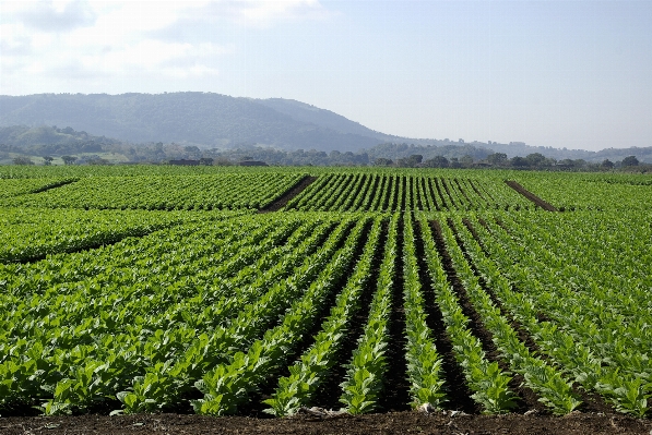 Nature horizon growth plant Photo