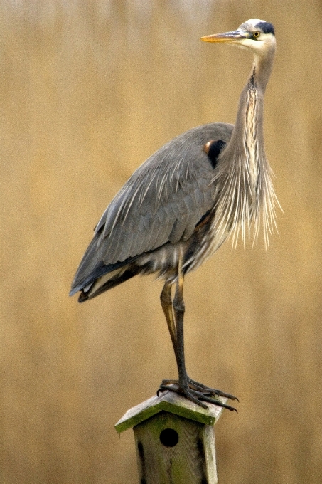 Acqua natura uccello ala