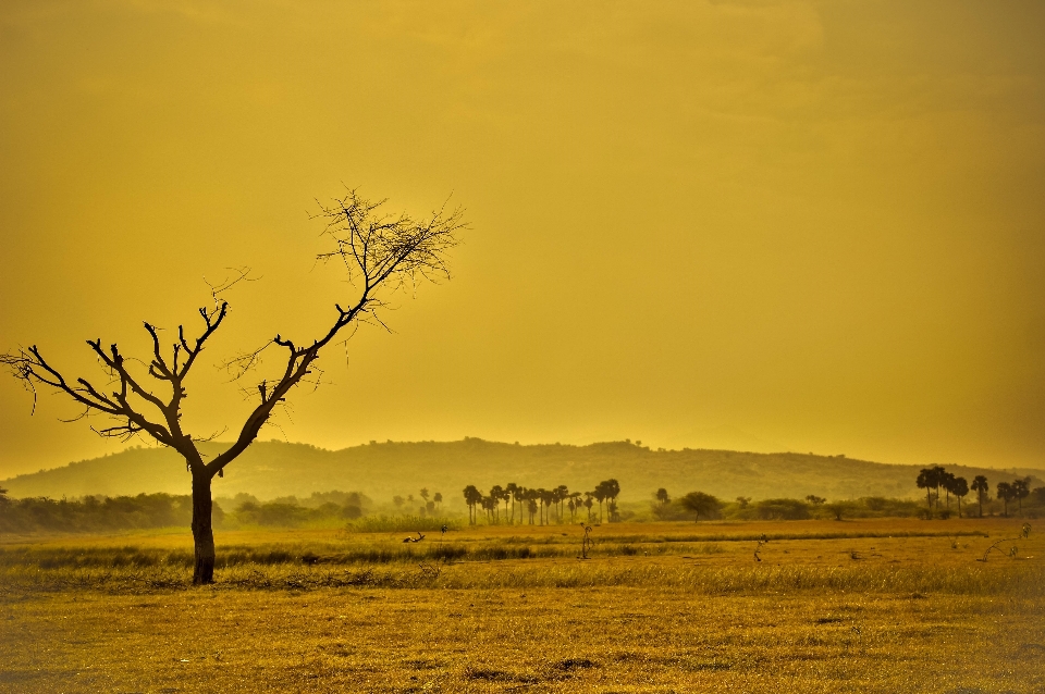 Paisagem árvore natureza areia