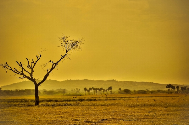 Landscape tree nature sand Photo