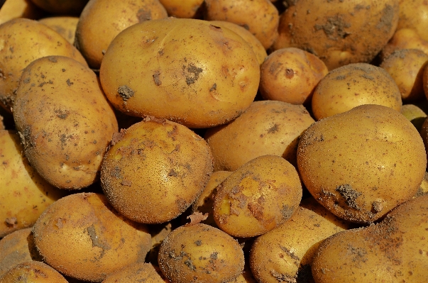 Nature plant fruit dish Photo